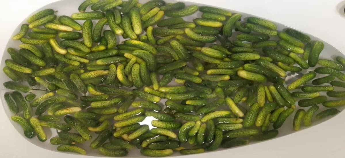 Jak kisi się ogórki: Prosty przepis na idealne kiszone ogórki